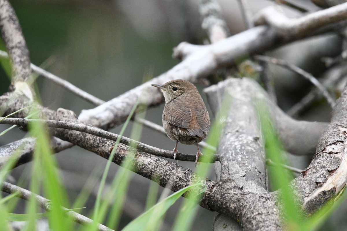 House Wren - ML623433883