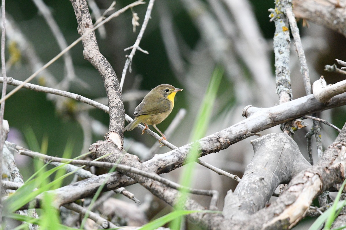 Common Yellowthroat - ML623433900