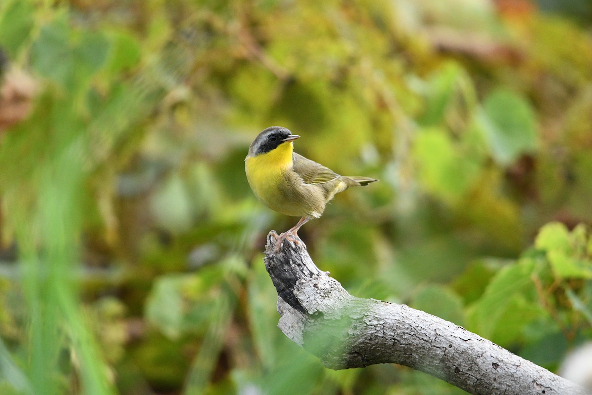 Common Yellowthroat - ML623433901