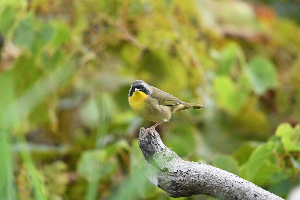 Common Yellowthroat - ML623433902