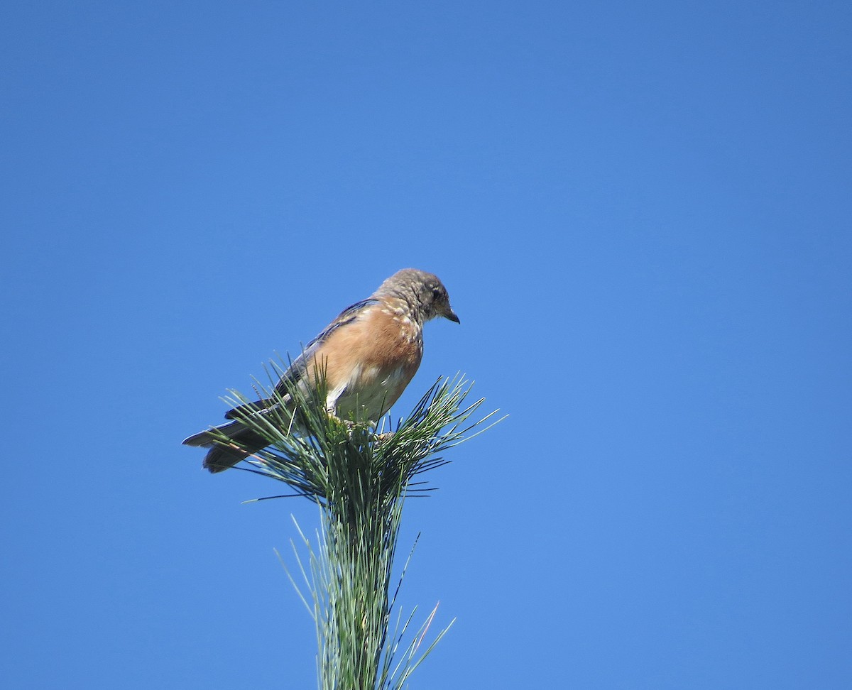 Eastern Bluebird - ML623433916