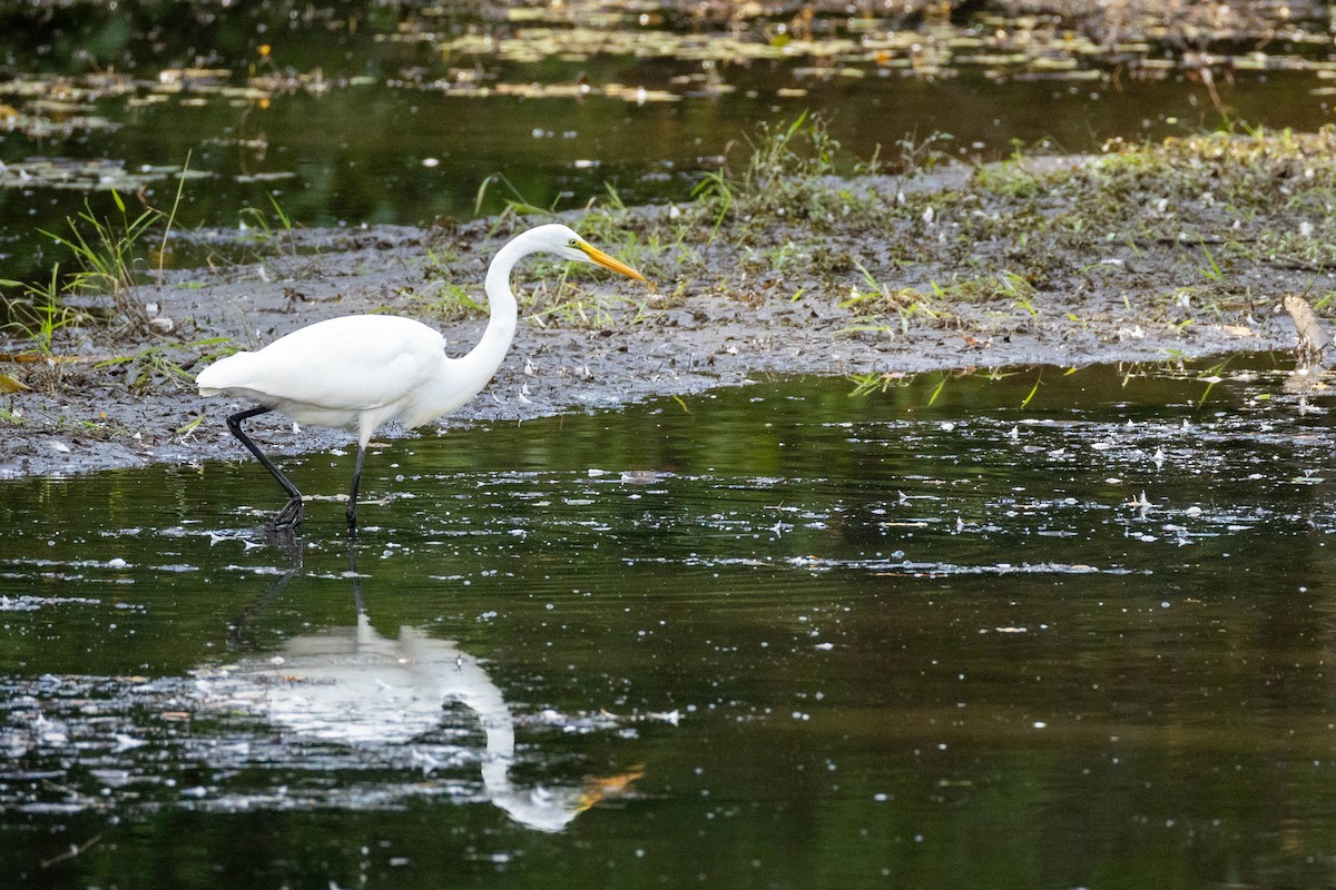 Great Egret - Nancy Clermont