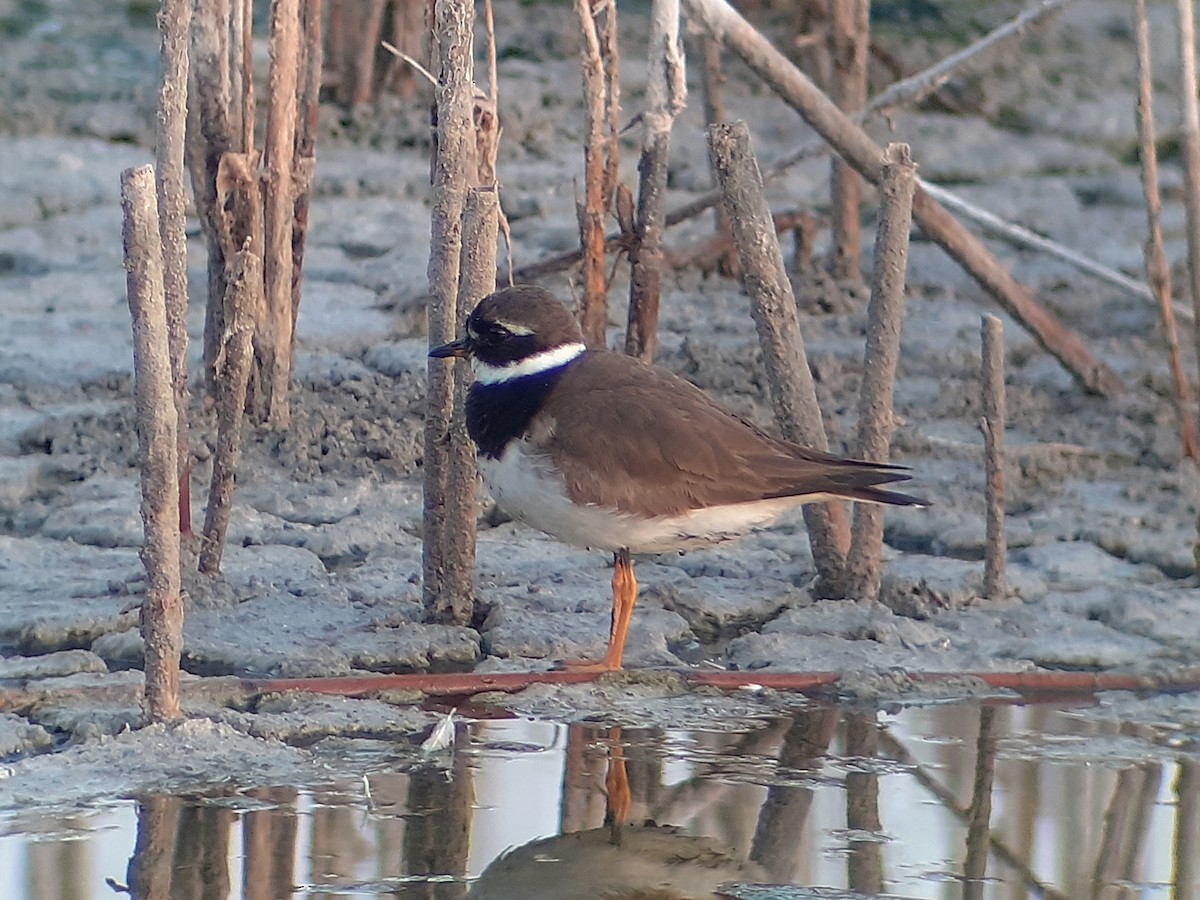 Common Ringed Plover - José Ignacio Dies
