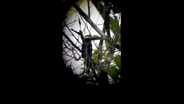 Yellow-eared Toucanet - ML623433950