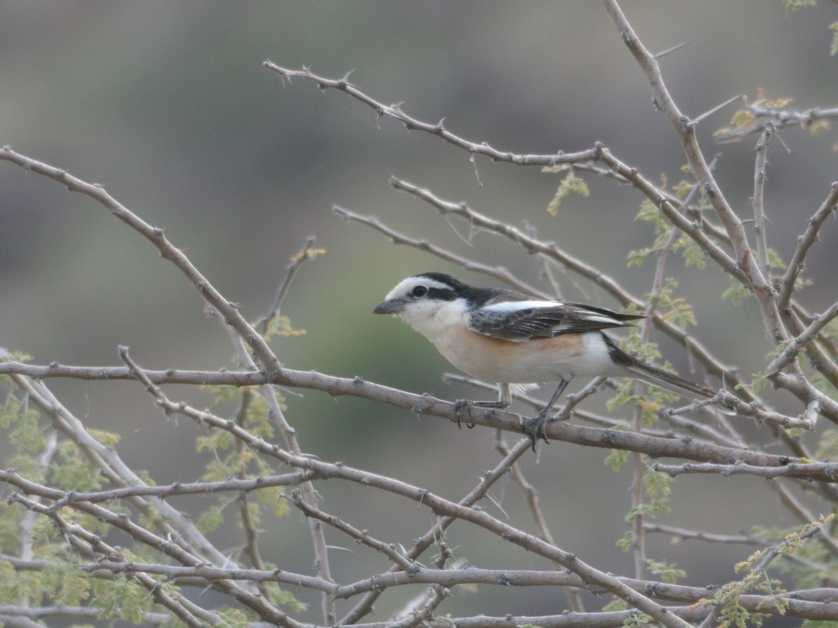 Masked Shrike - ML623433965