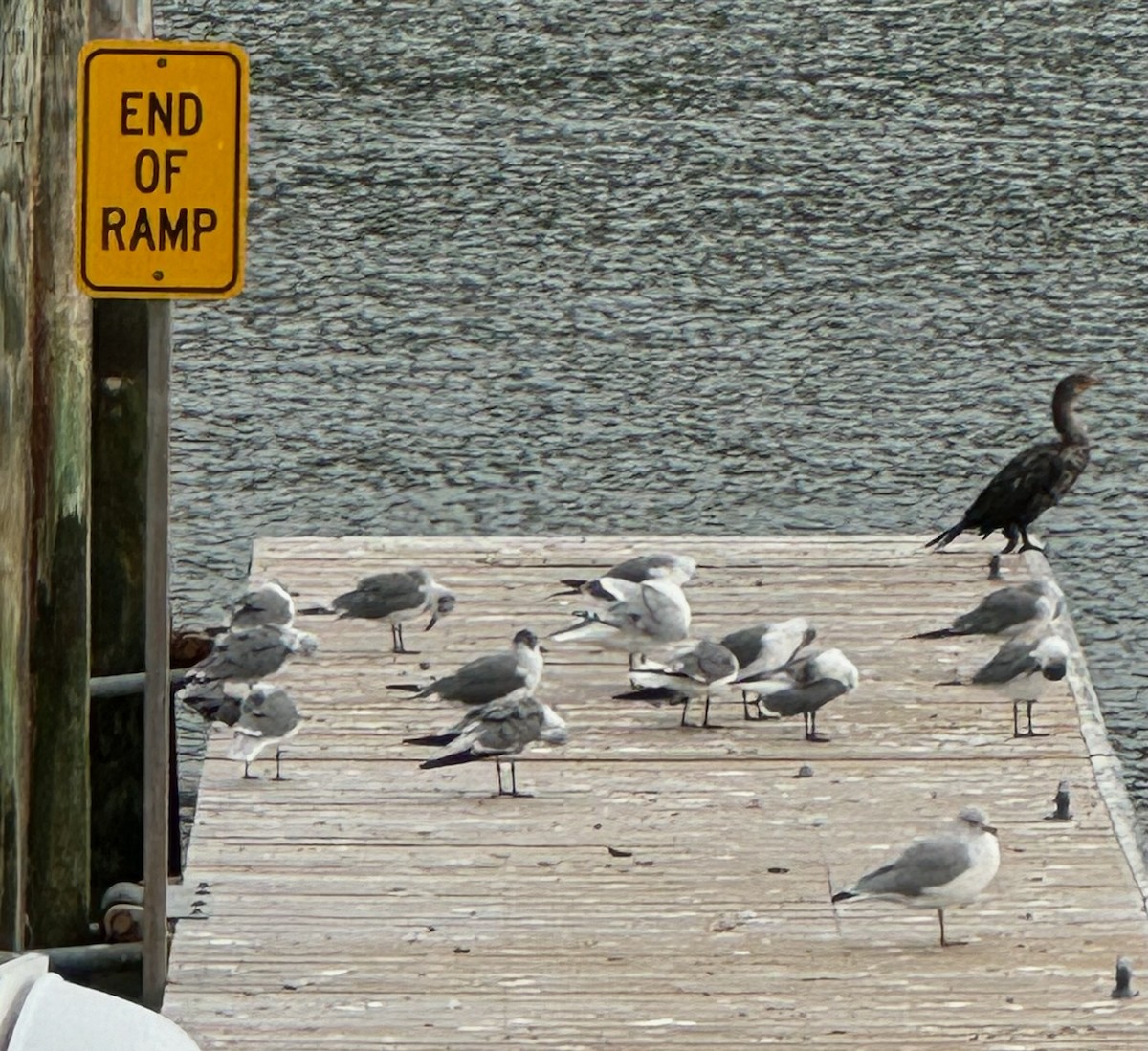 Laughing Gull - ML623433975