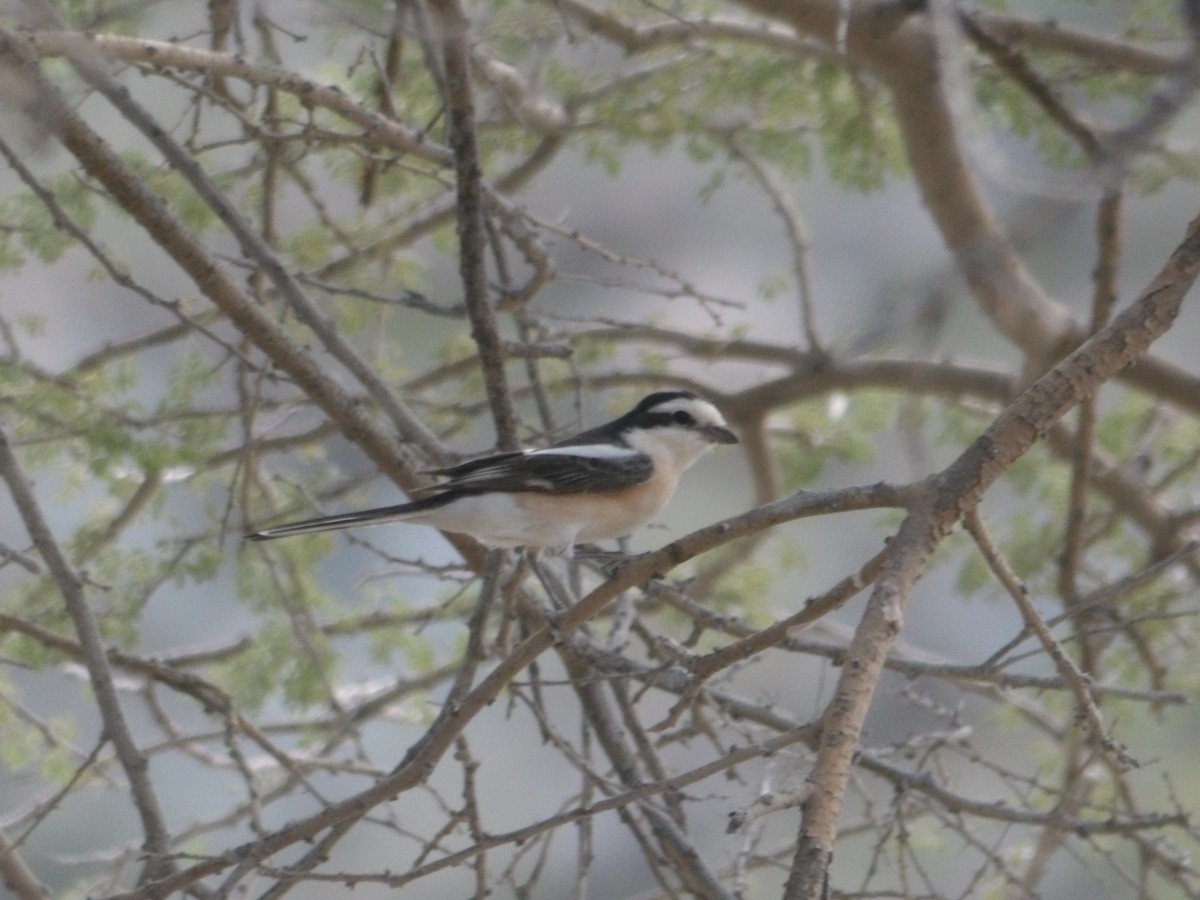 Masked Shrike - ML623434029