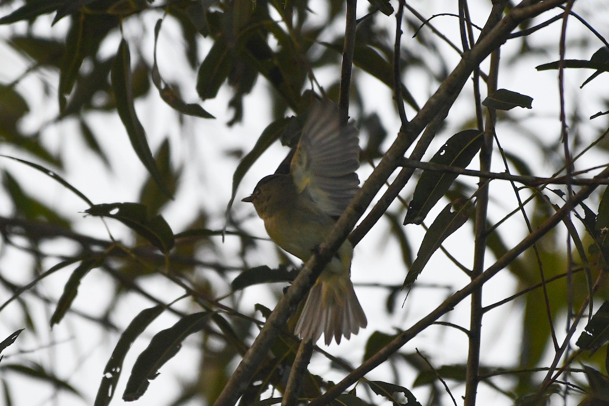 Піві-малюк оливковий - ML623434036