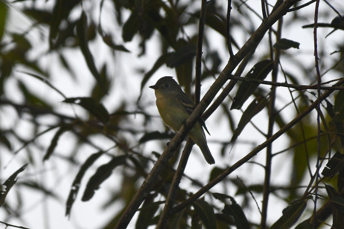 Піві-малюк оливковий - ML623434037