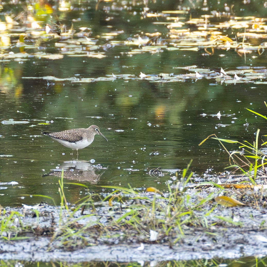 Solitary Sandpiper - ML623434038