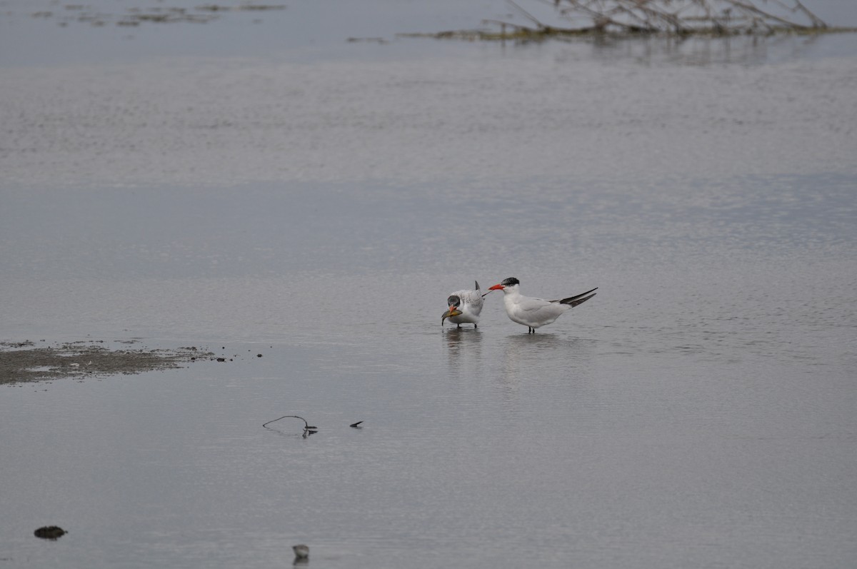 Caspian Tern - ML623434039