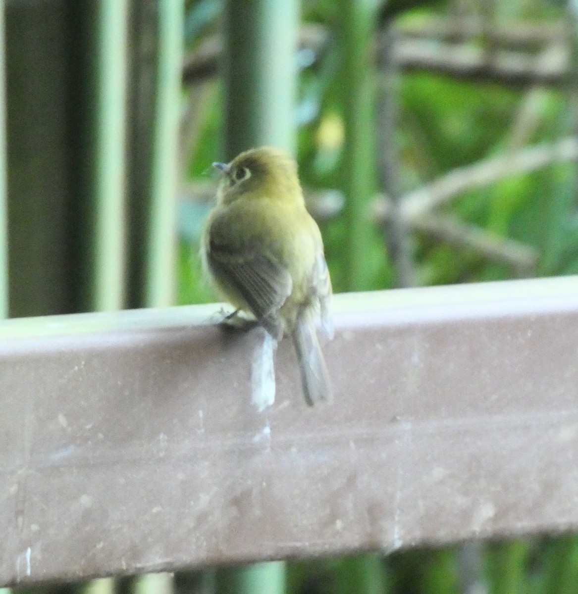 Yellowish Flycatcher - ML623434096