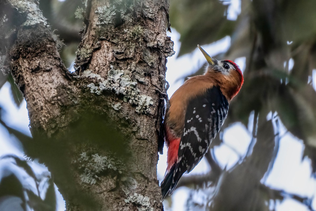 Himalayan Woodpecker - ML623434107