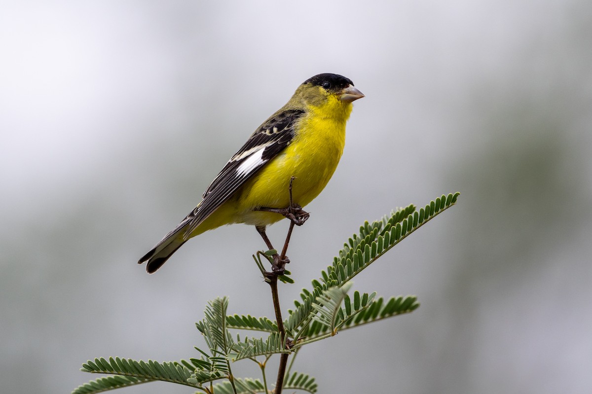 Lesser Goldfinch - ML623434137