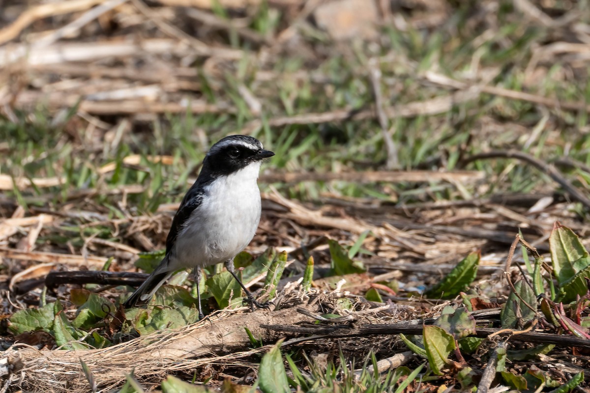 Gray Bushchat - ML623434140