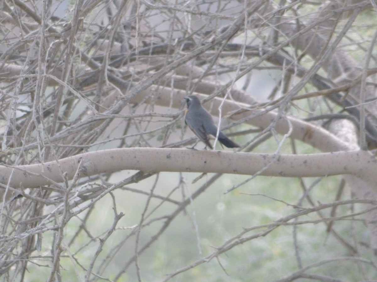 White-throated Robin - ML623434149
