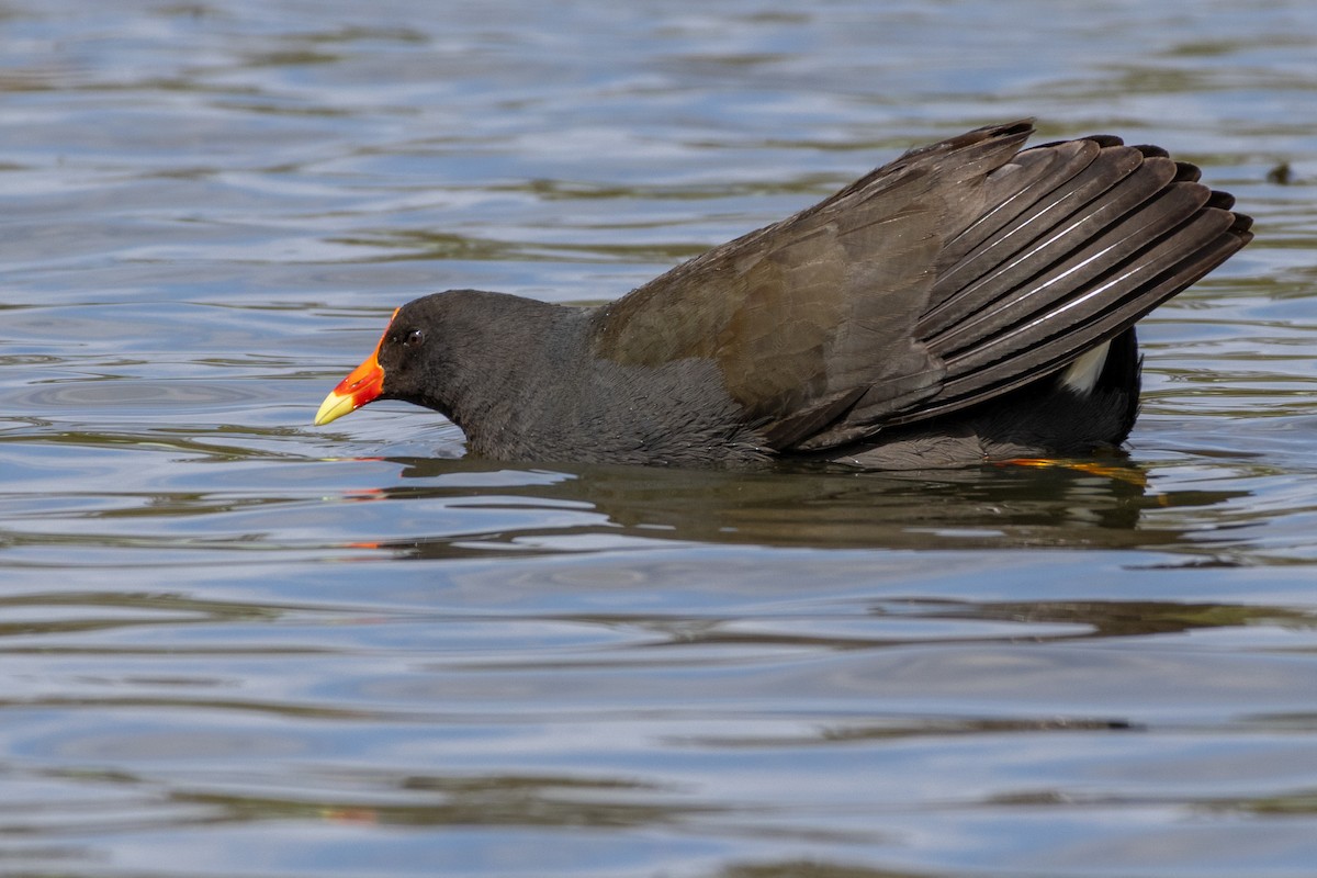 Dusky Moorhen - ML623434179