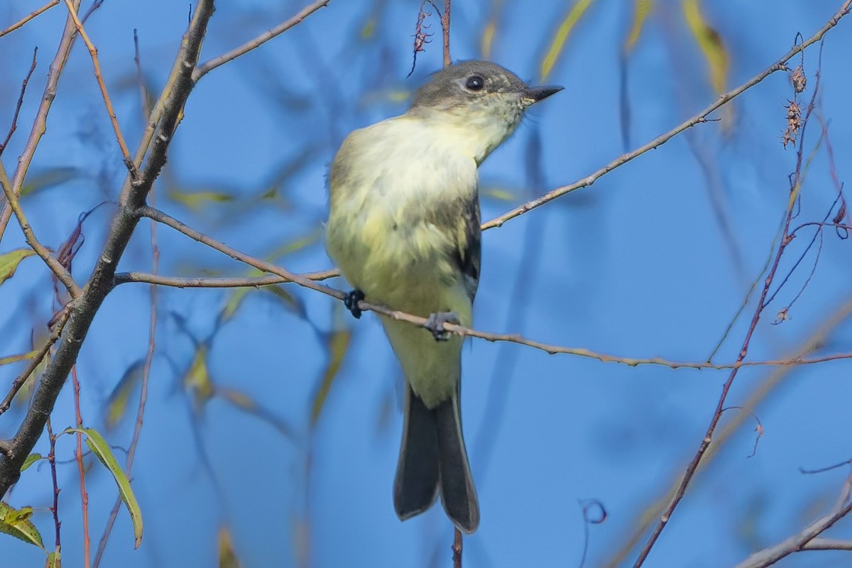 Eastern Phoebe - ML623434189