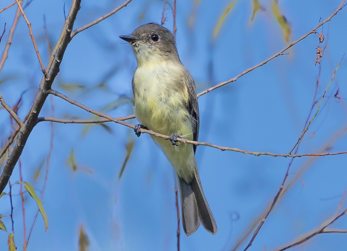 Eastern Phoebe - ML623434190