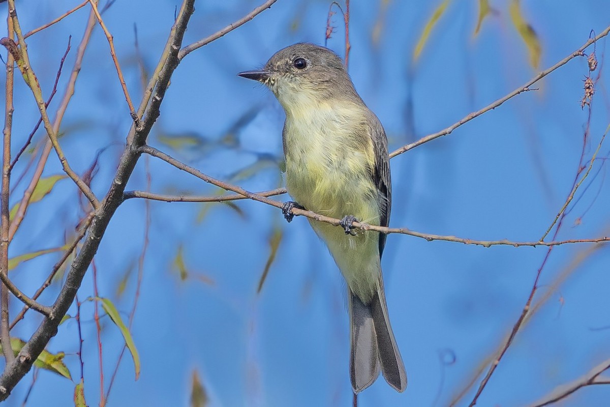 Eastern Phoebe - ML623434191