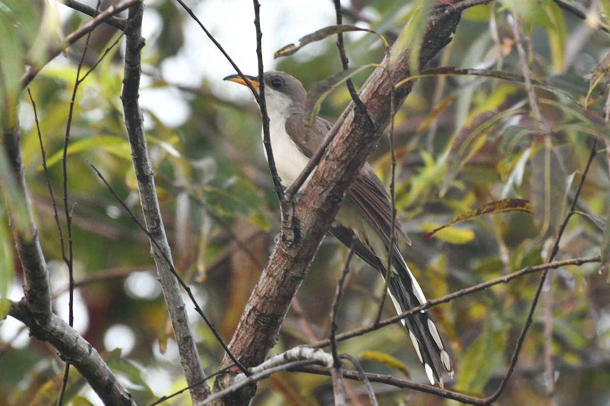Кукліло північний - ML623434202