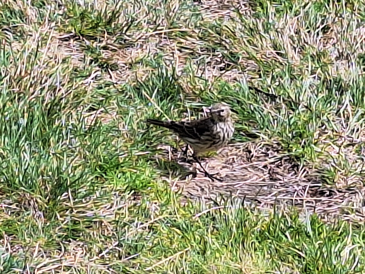 Water Pipit - ML623434210