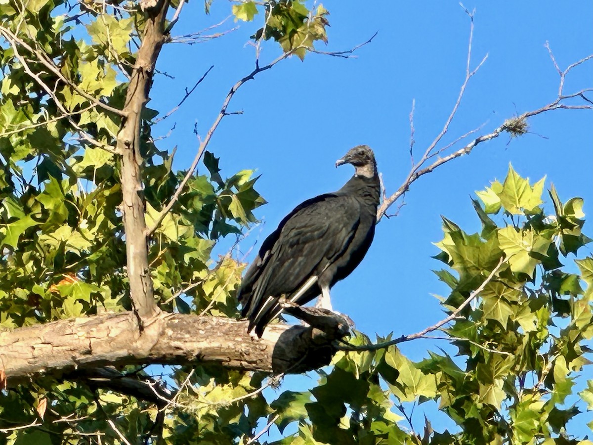 Black Vulture - ML623434252