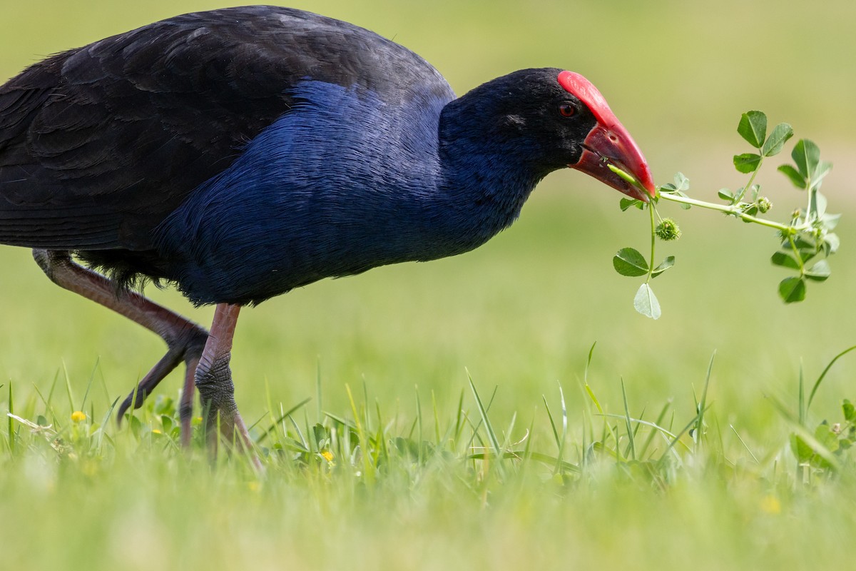 Australasian Swamphen - ML623434253