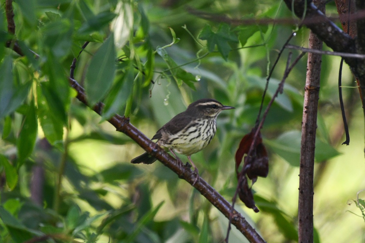 Смугастоволець річковий - ML623434280