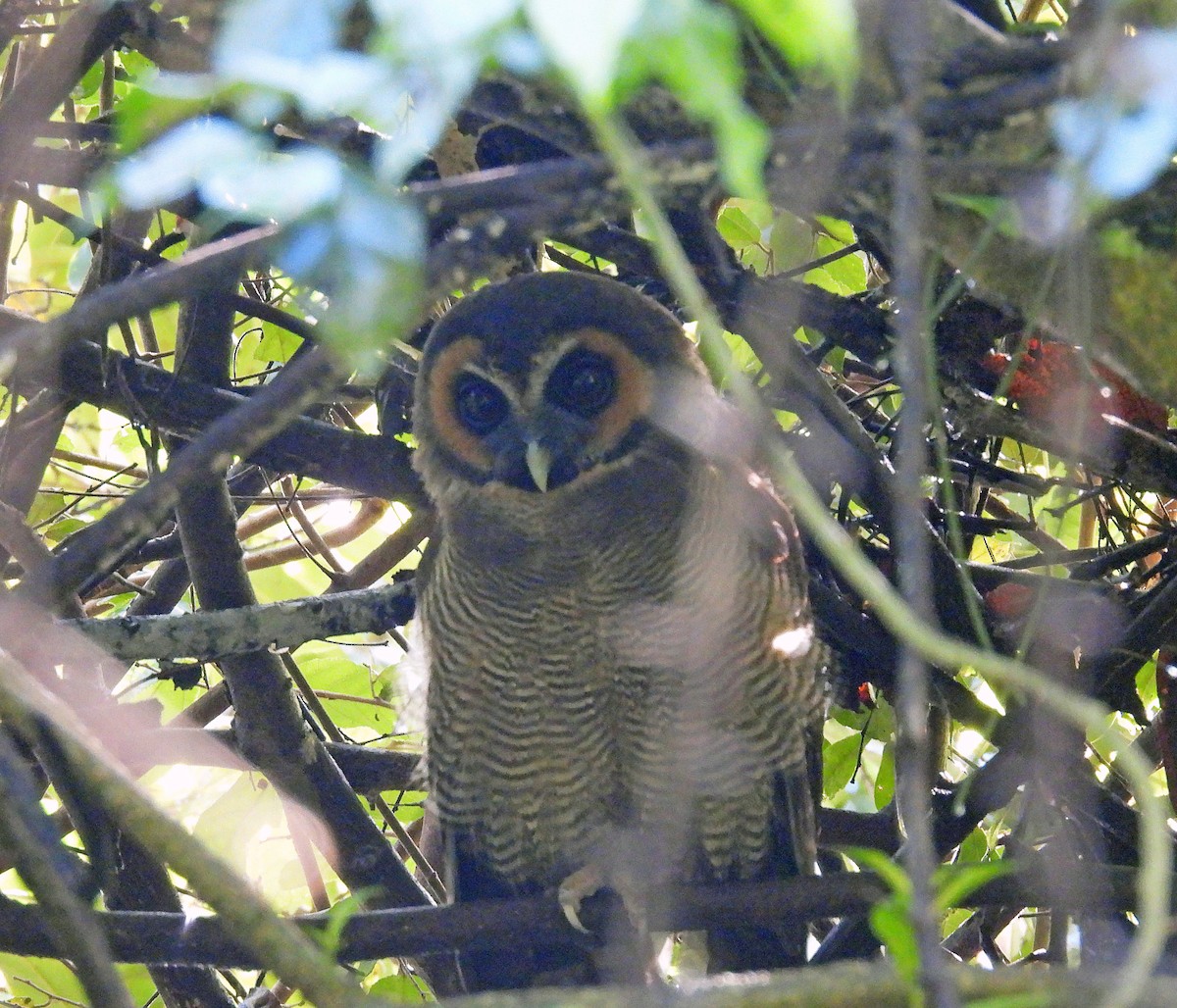 Brown Wood-Owl - ML623434281