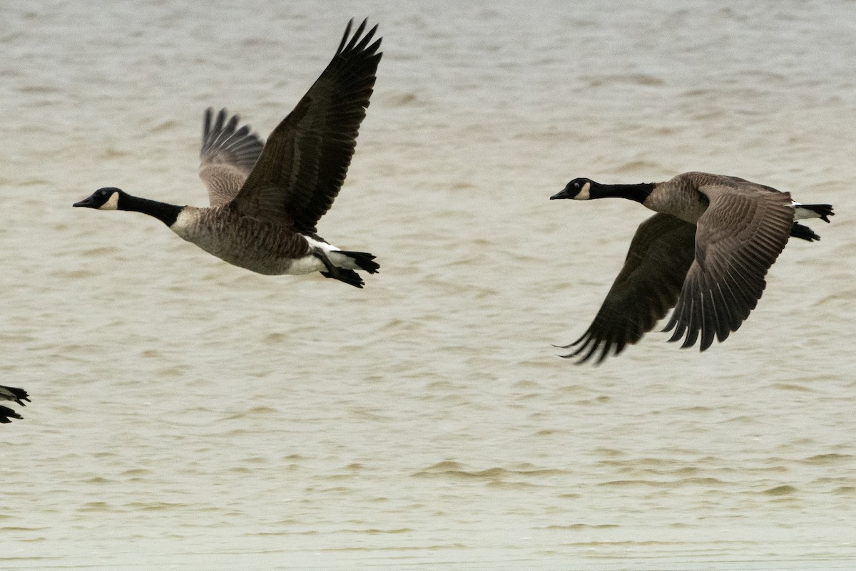 Канад галуу - ML623434310