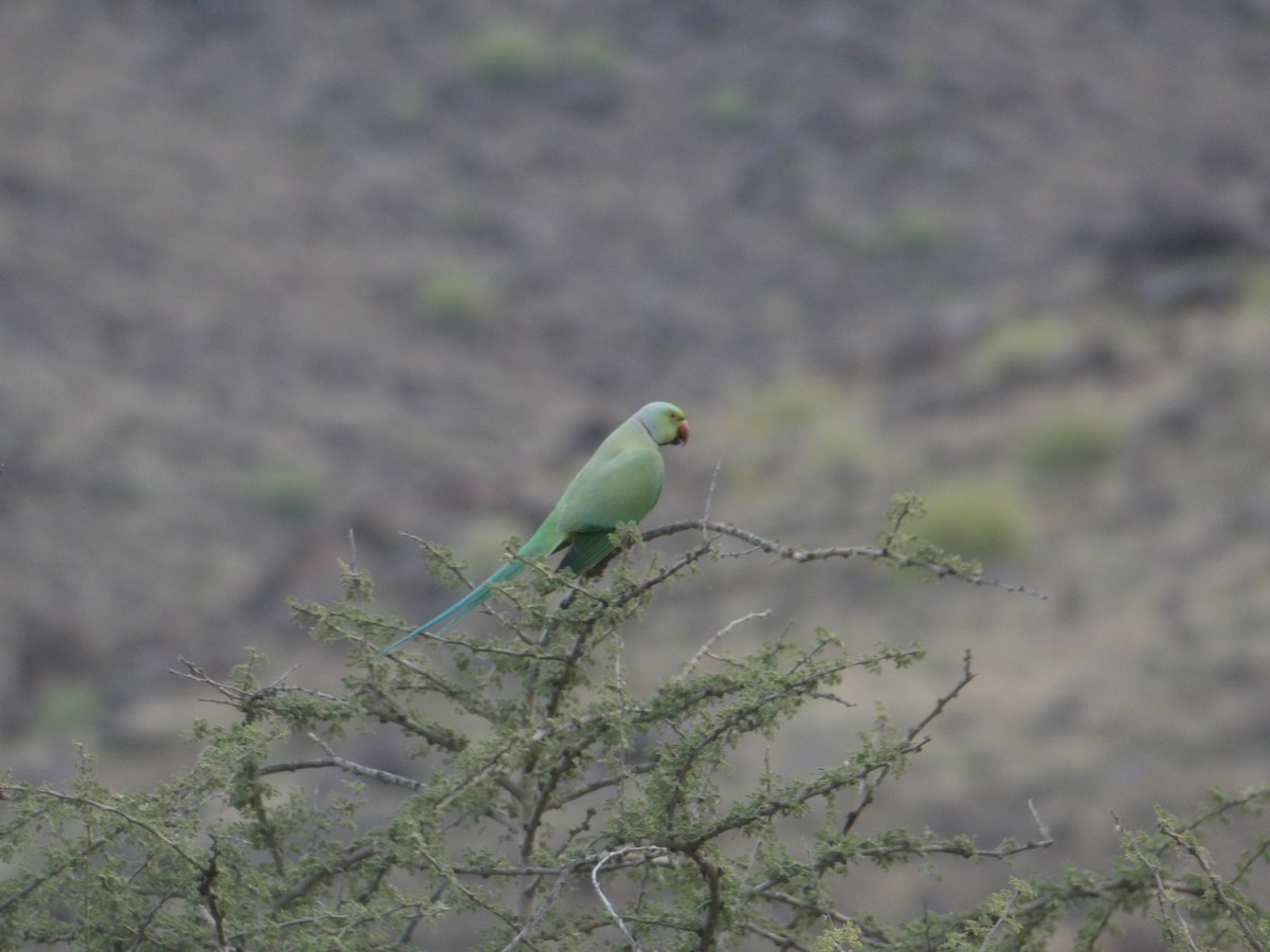 Rose-ringed Parakeet - ML623434362