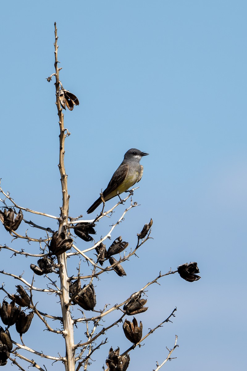 Cassin's Kingbird - ML623434406