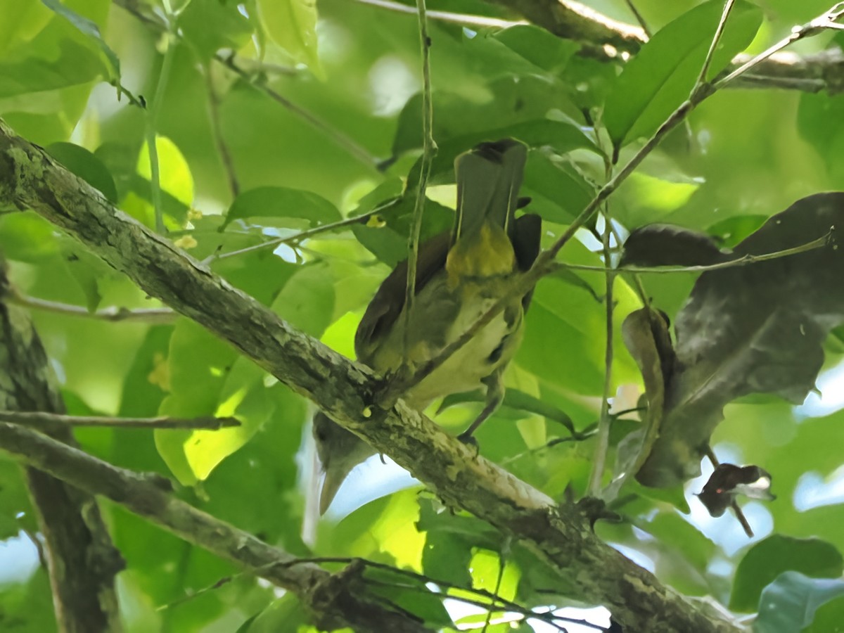 Waigeo Shrikethrush - ML623434428