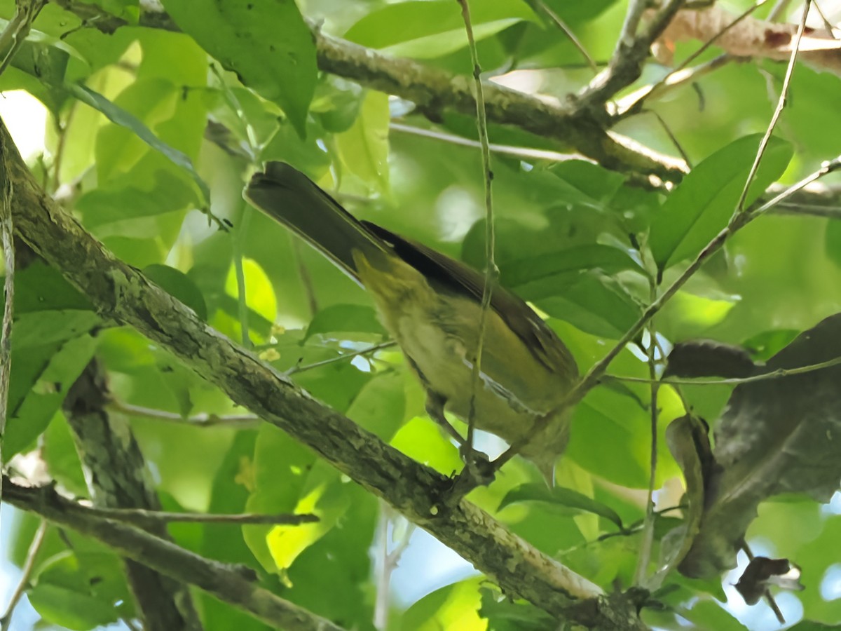 Waigeo Shrikethrush - ML623434429