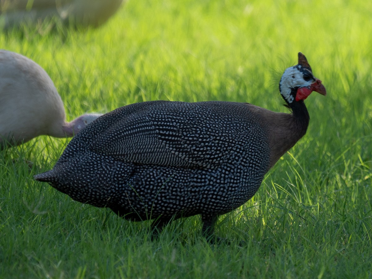 Helmeted Guineafowl (Domestic type) - ML623434445