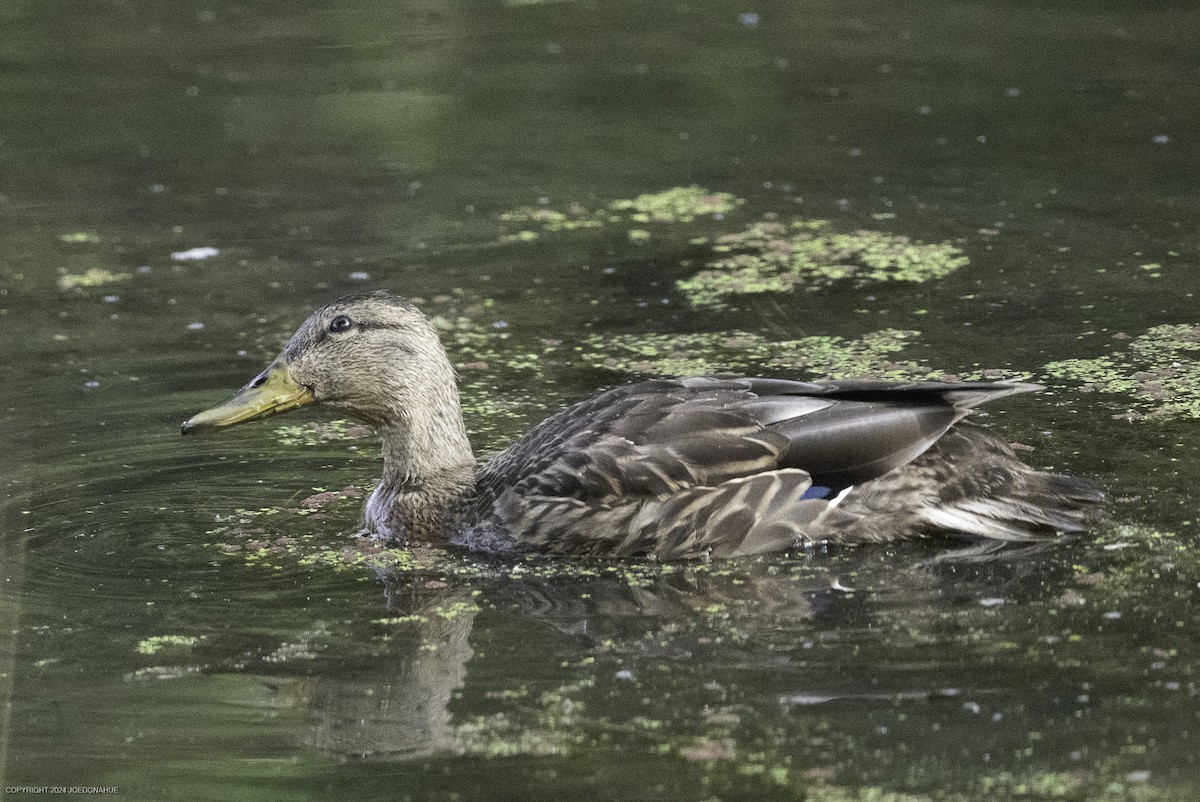 Mallard - ML623434529