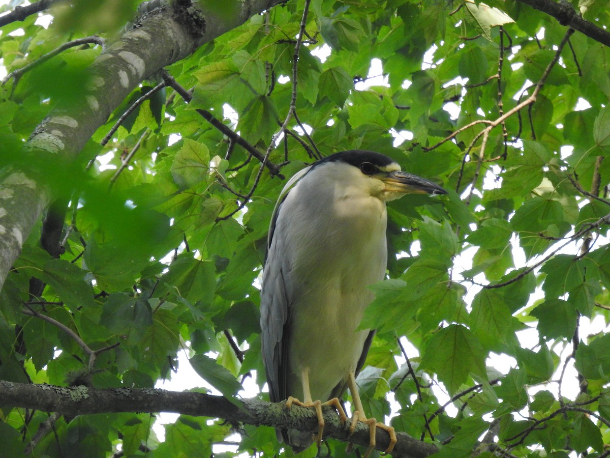 Black-crowned Night Heron - ML623434536