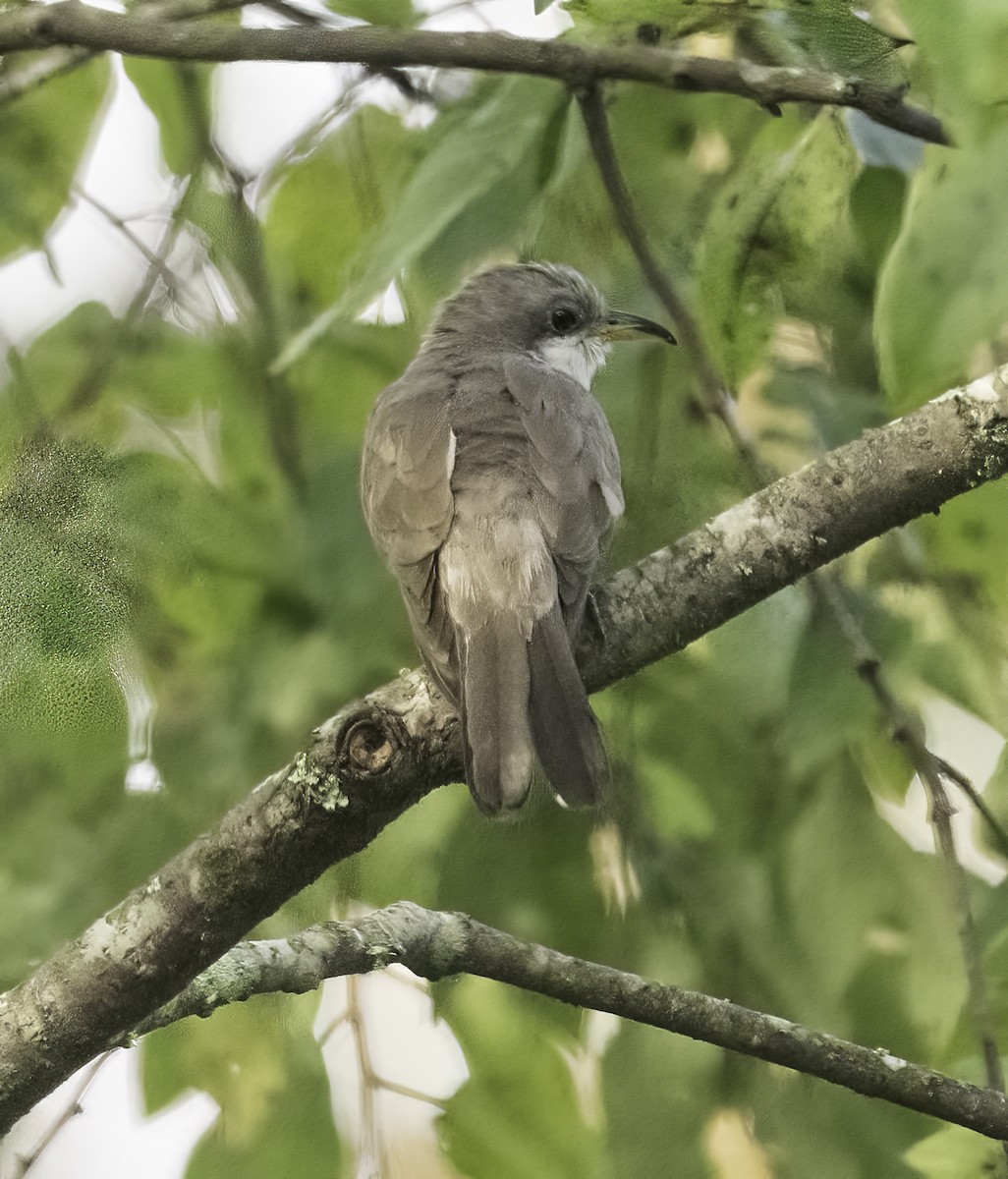 Yellow-billed Cuckoo - ML623434542