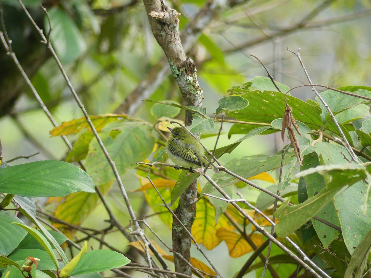 Olive-faced Flatbill - ML623434547