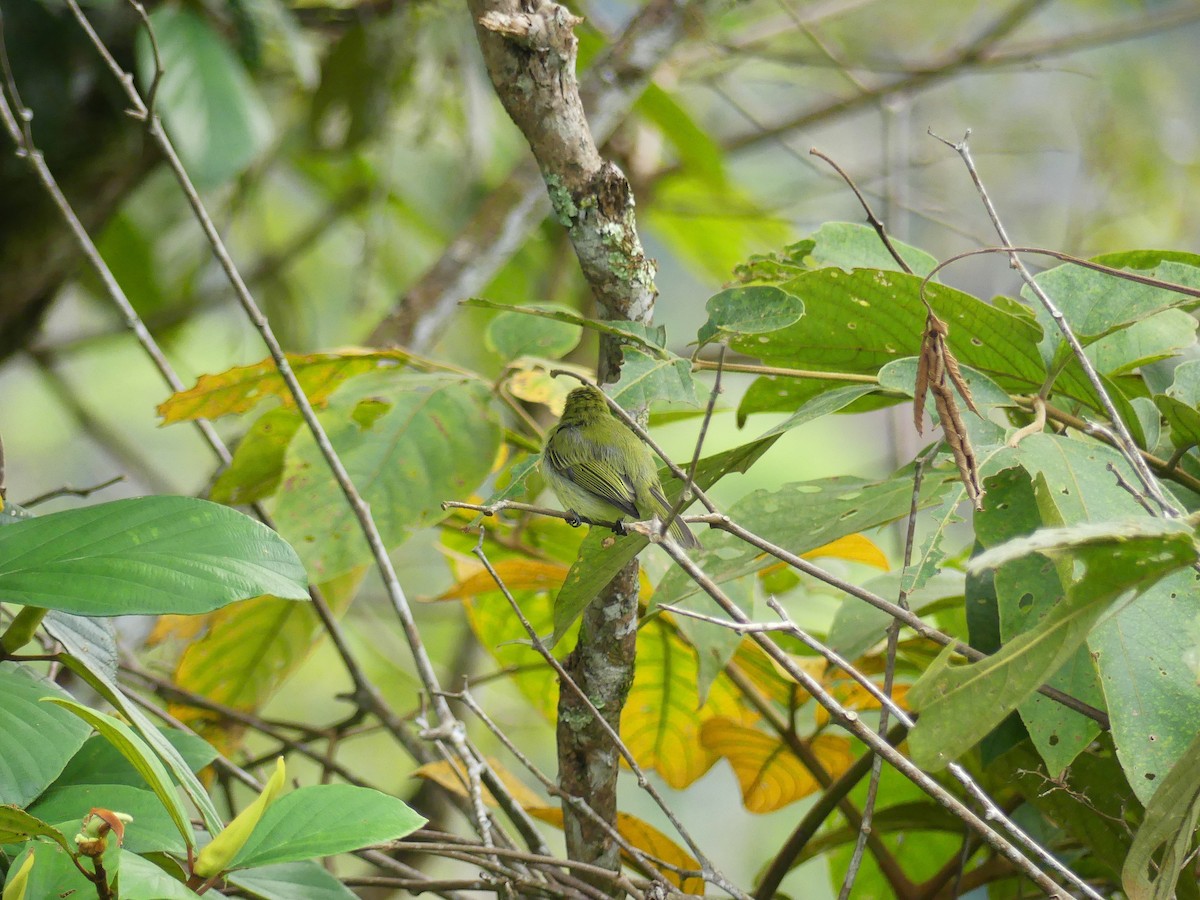 Olive-faced Flatbill - Angel  Argüello Méndez