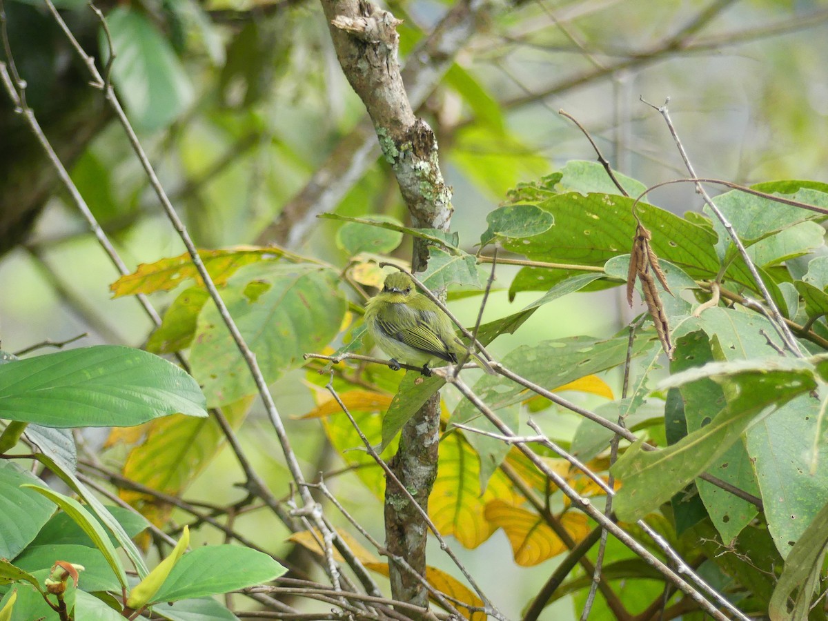 Olive-faced Flatbill - ML623434549