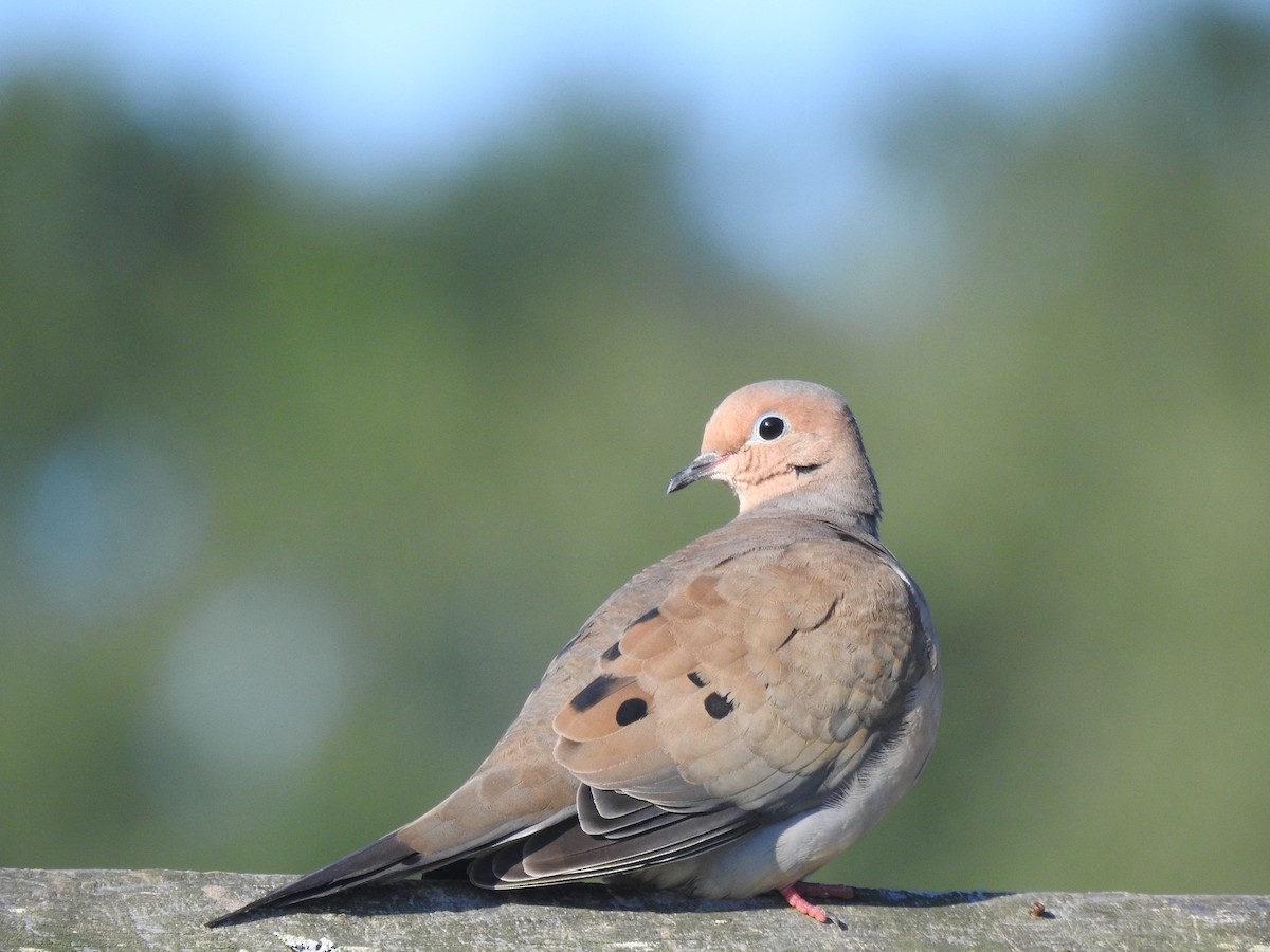 Mourning Dove - ML623434550