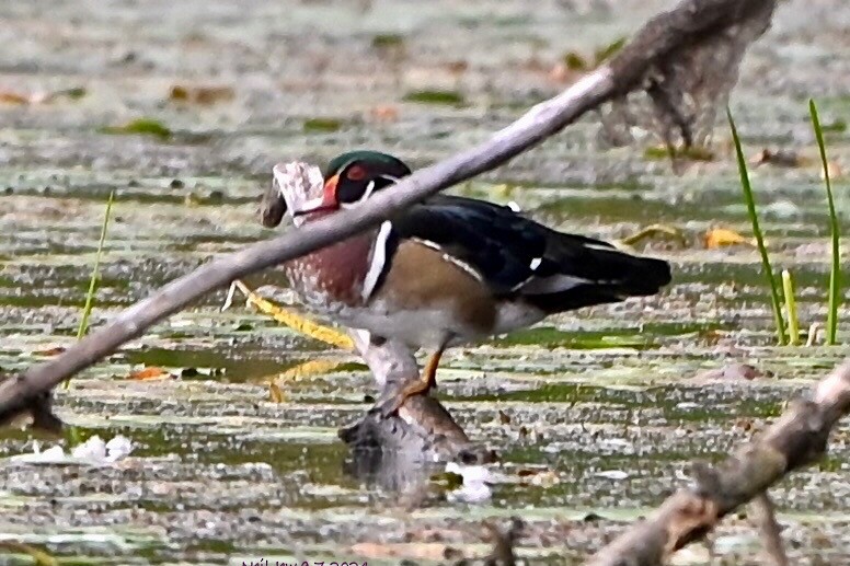 Wood Duck - ML623434553