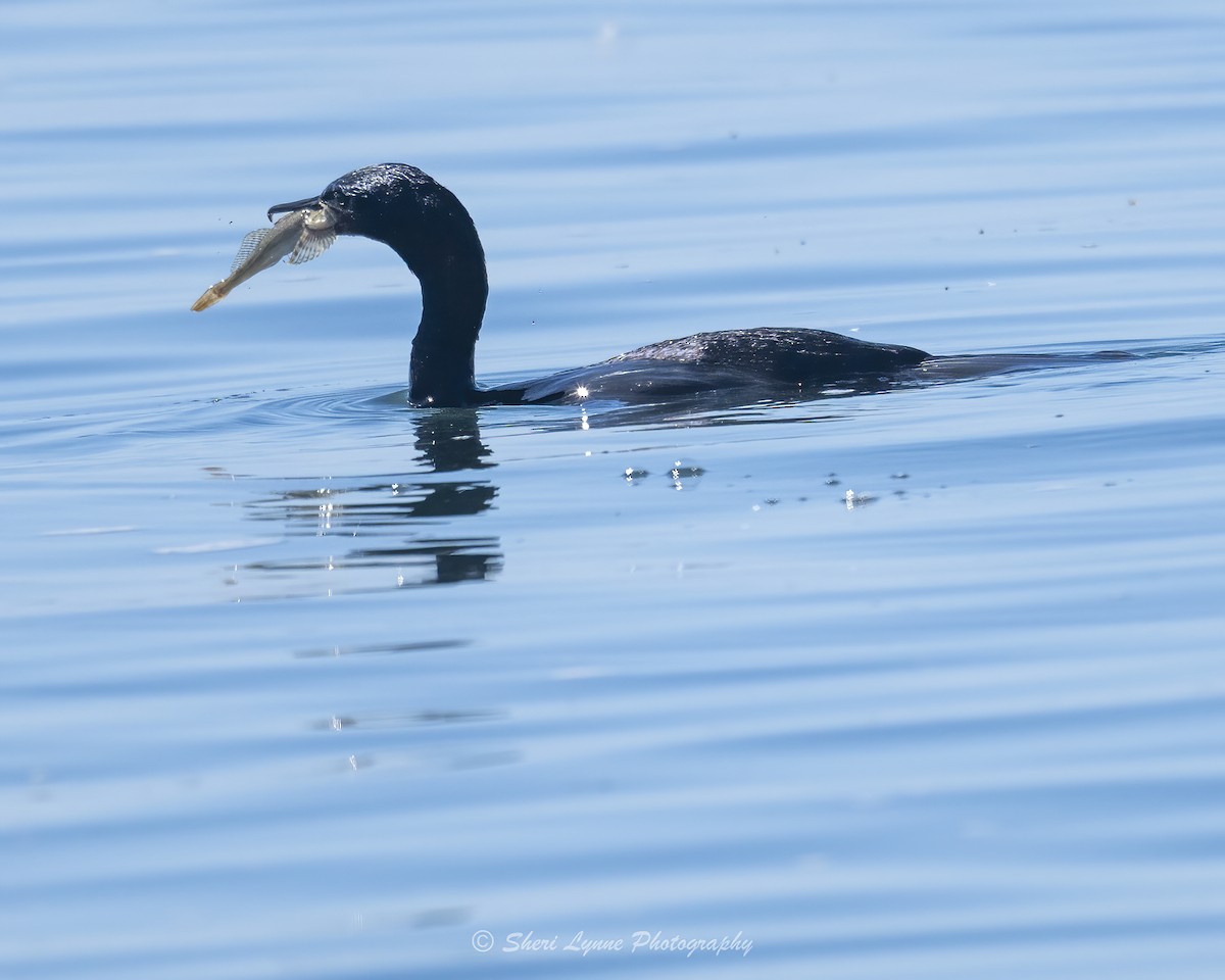 Pelagic Cormorant - ML623434555