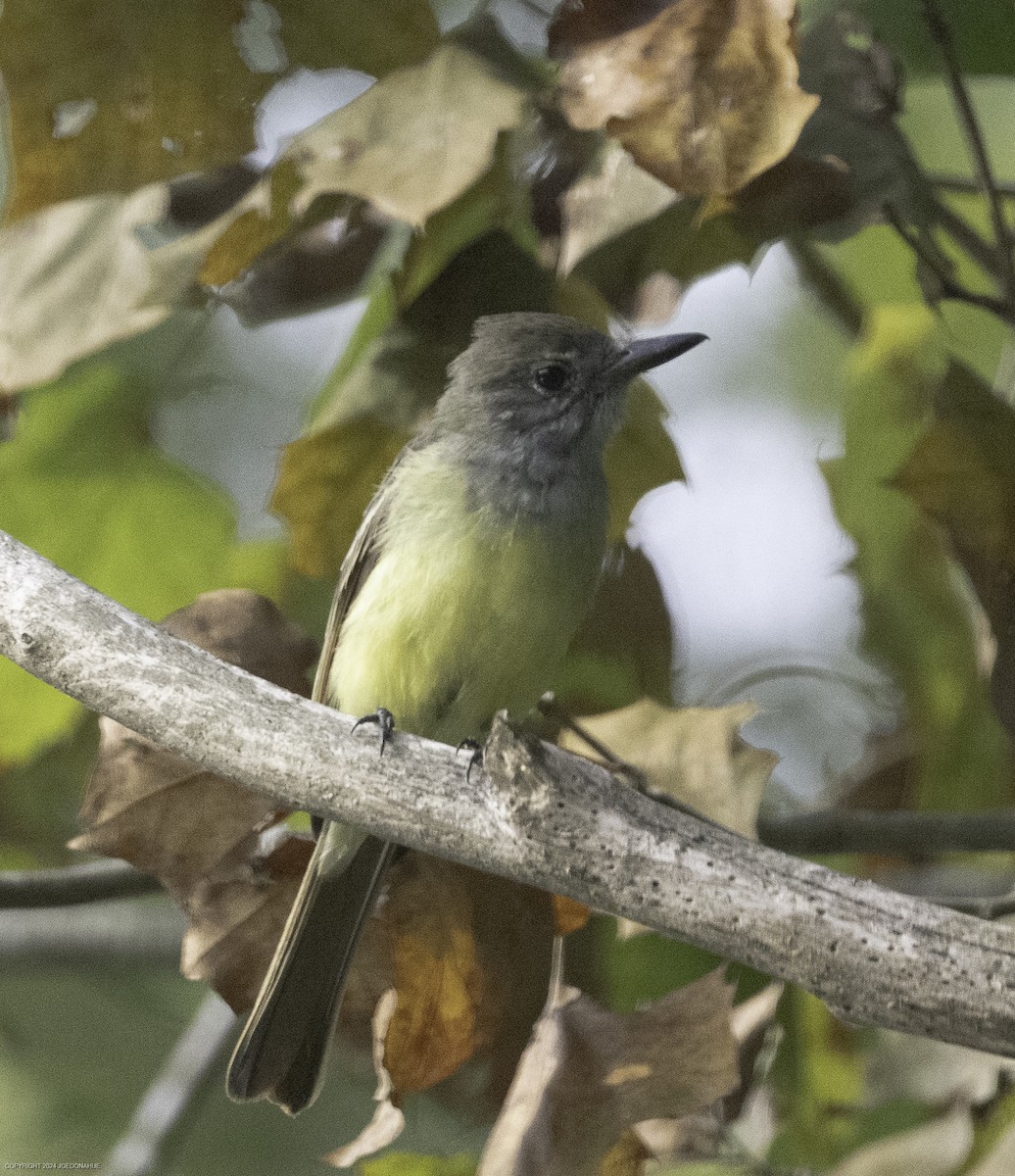 Great Crested Flycatcher - ML623434558