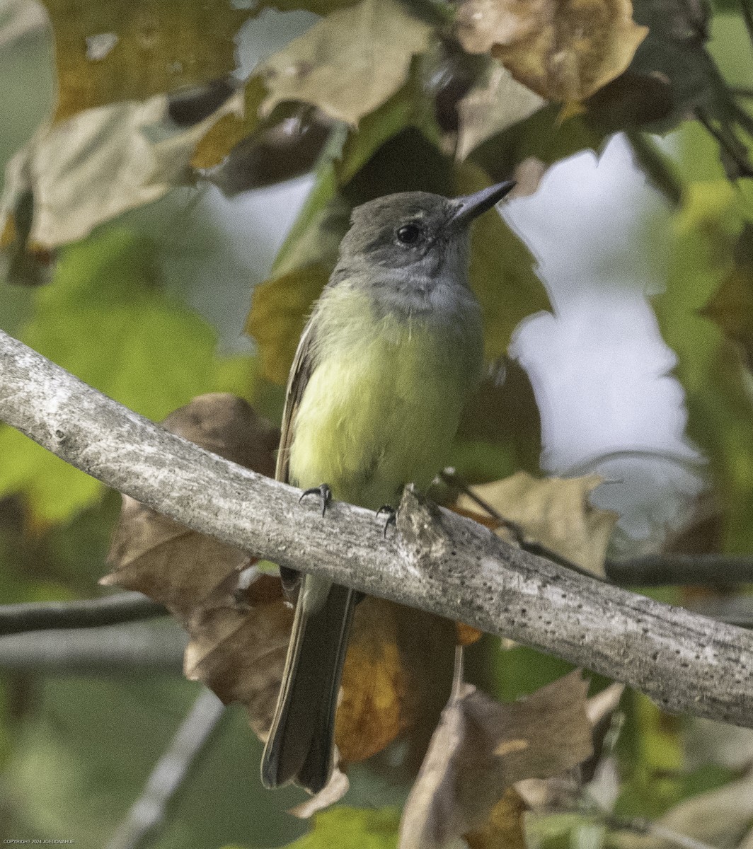 Great Crested Flycatcher - ML623434559