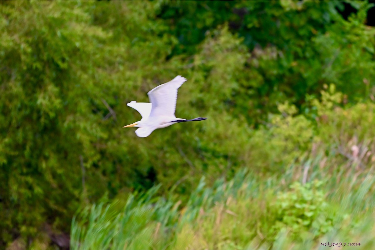 Great Egret - ML623434562