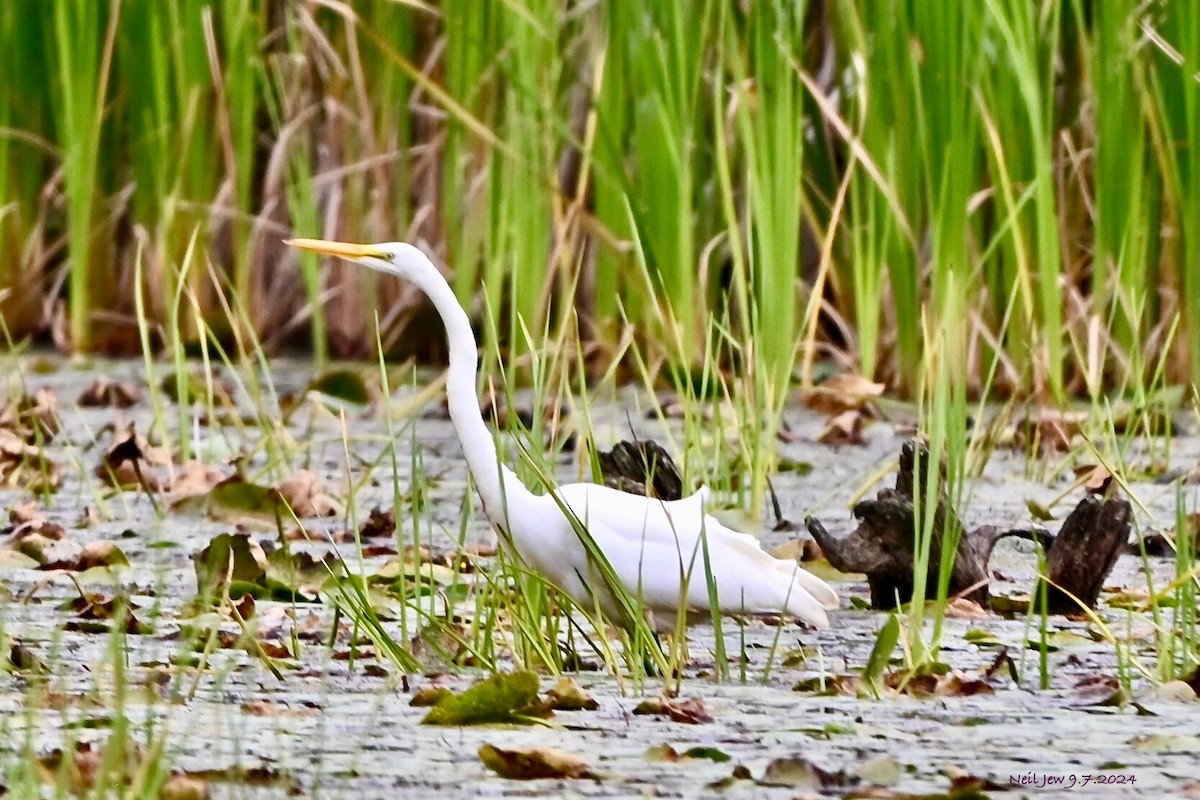 Great Egret - ML623434563