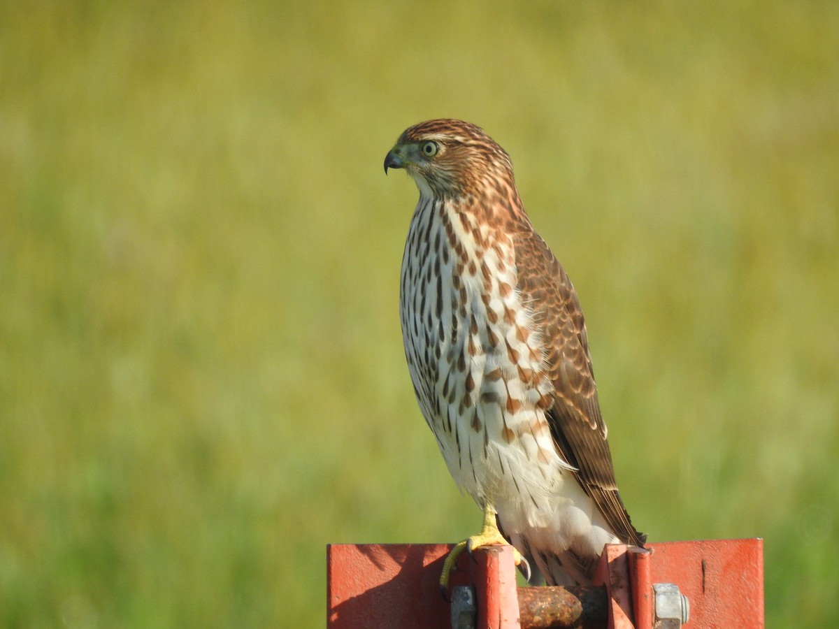 Cooper's Hawk - ML623434575